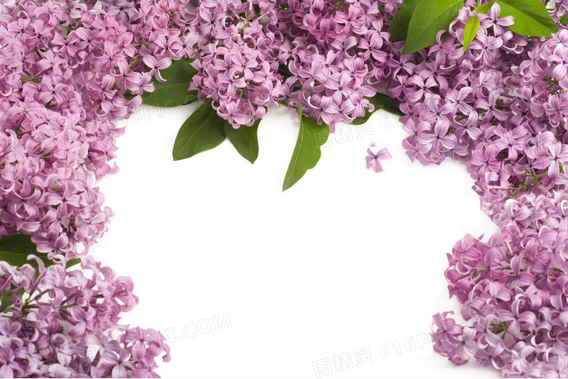 紫色花朵绿叶优雅高清