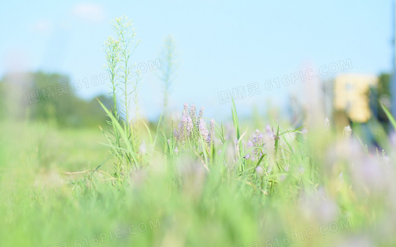 文艺青草花朵摄影图