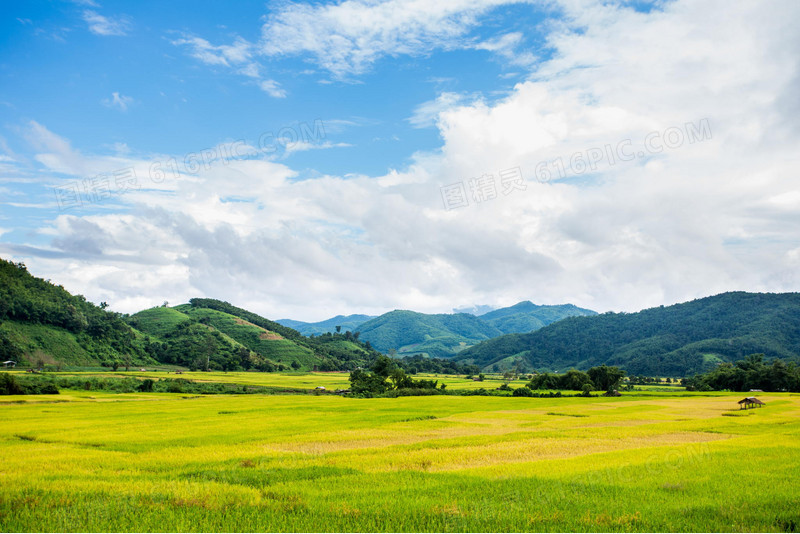 黄色稻田山峦