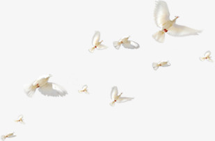 一群向右上飞翔的白鸽