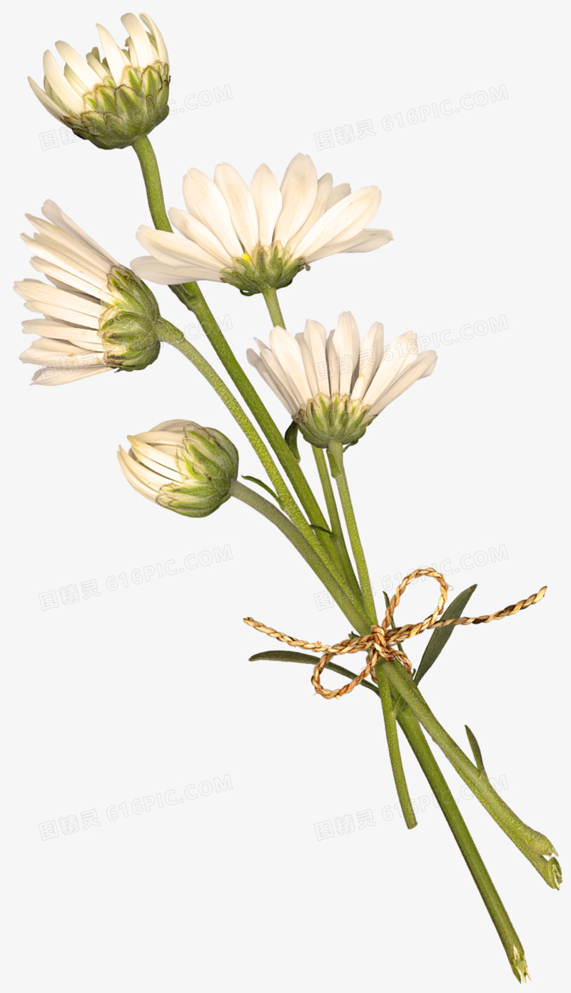 手绘花朵素材卡通鲜花素材  卡通手绘白色野菊花
