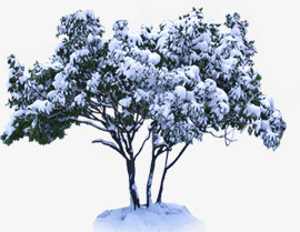 冬季植物风景大树