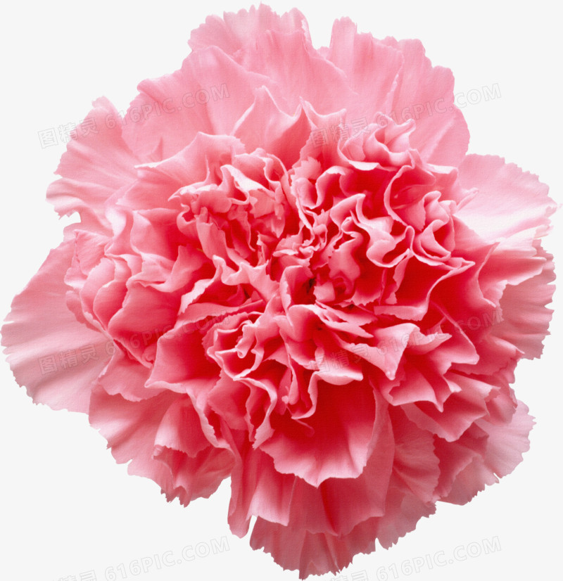 鲜花psd素材鲜花边框素材  粉色花朵