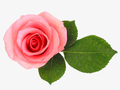 玫瑰花粉红玫瑰花情人节装饰