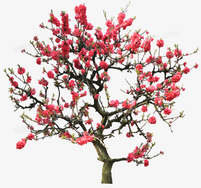 桃树图案