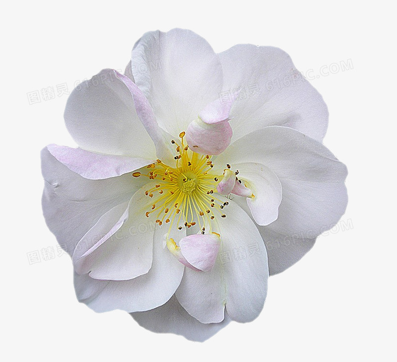 唯美花卉图片花束图片  白色梨花