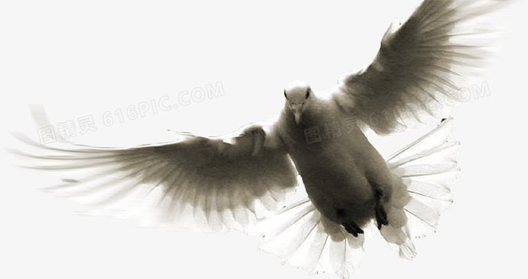 高清摄影在天空中飞翔的鹰