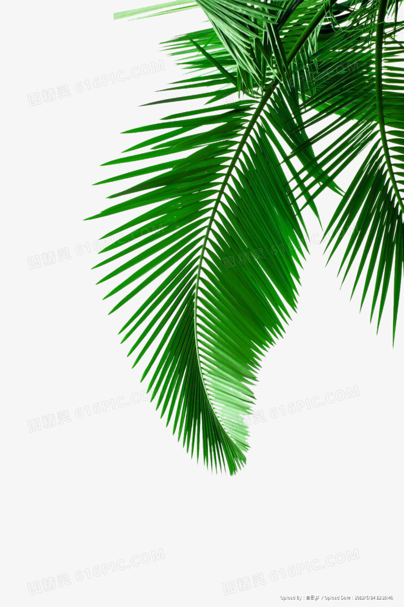 绿色椰子树叶图片素材