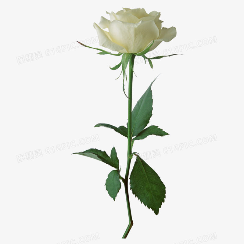 玫瑰花