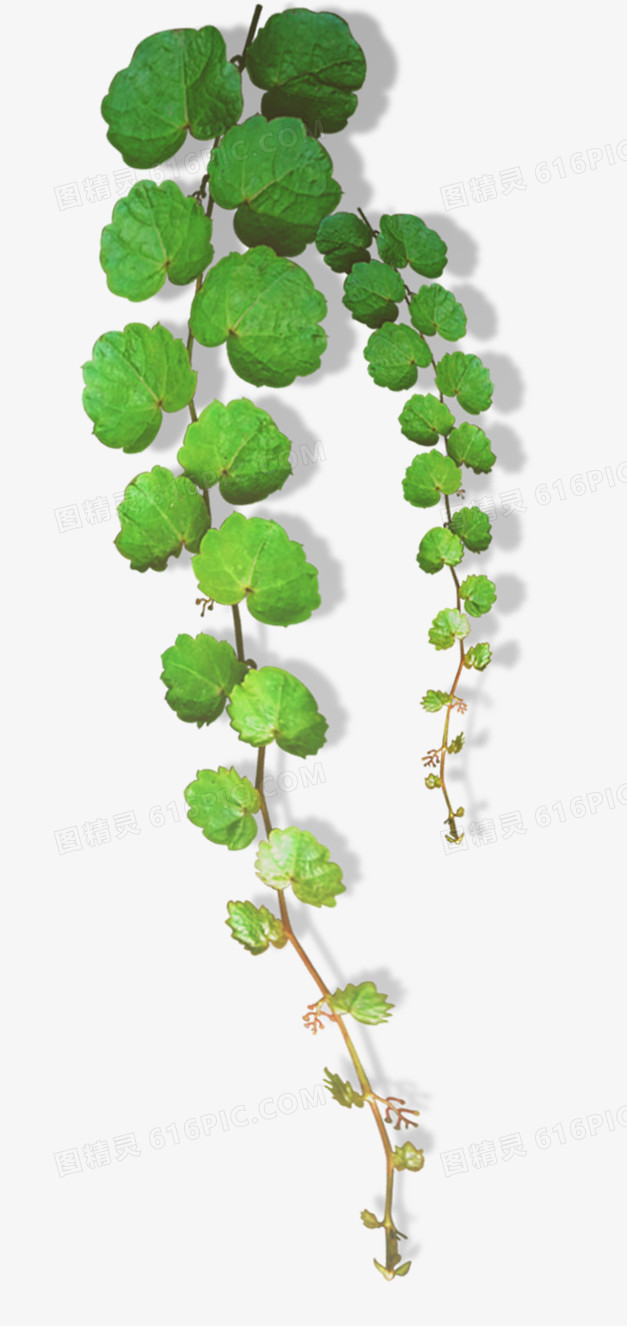 漂浮花瓣气泡简洁大方树叶树丛