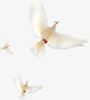 清新春季飞翔的白鸽合集