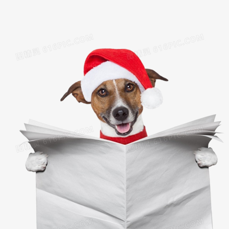 看报纸的圣诞宠物狗