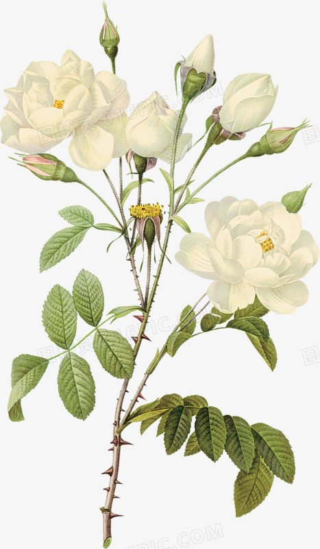 花卉插画花卉画 白玫瑰