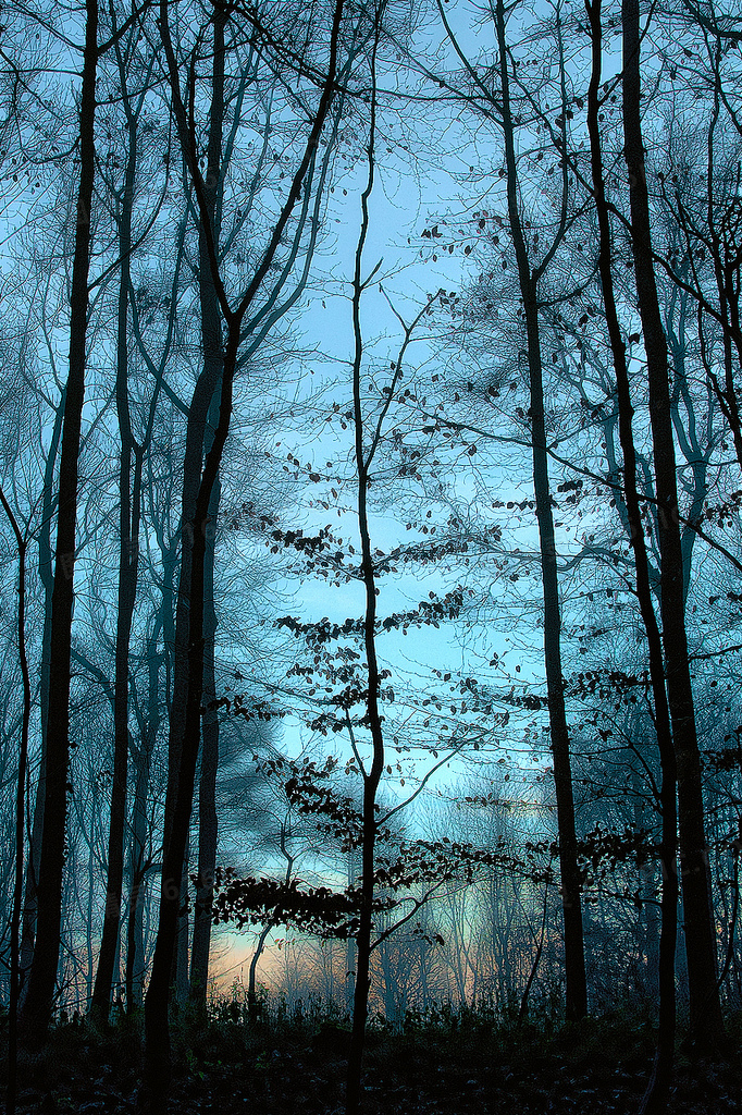 蓝色天空树林壁纸