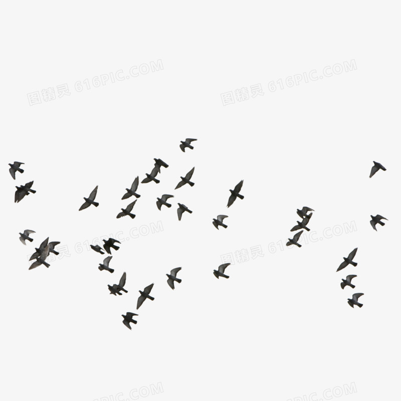 飞鸽 成群飞翔的小鸟