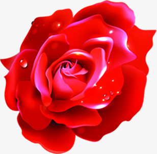 鲜艳红玫瑰水珠