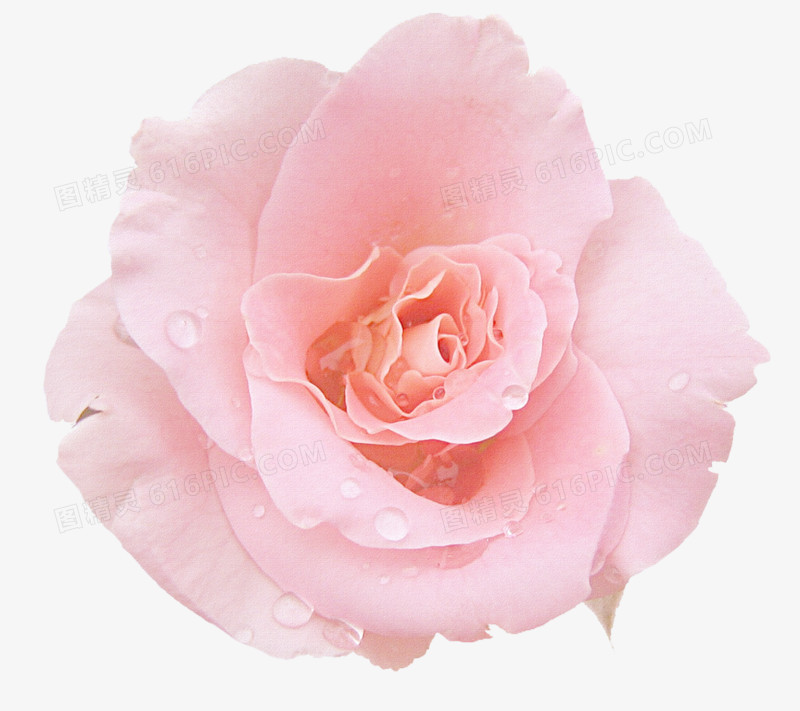 粉红水珠花朵