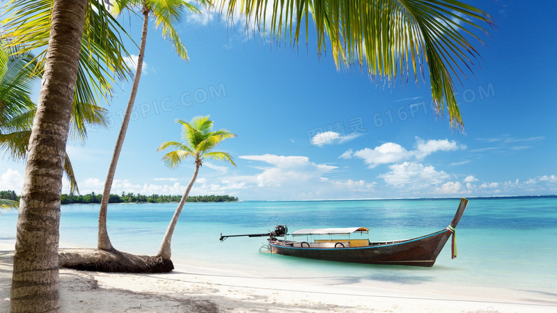 海滩椰树图片素材