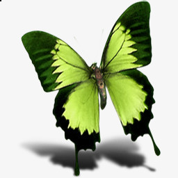 绿色蝴蝶飞翔的蝴蝶图片