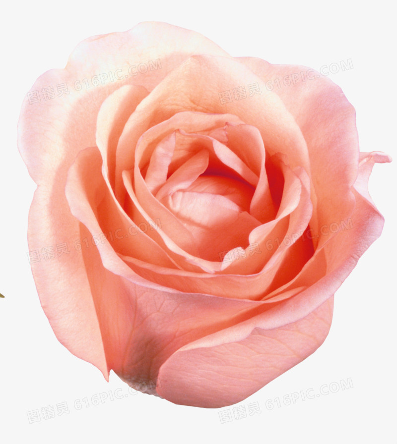 鲜花元素手绘鲜花素材 粉玫瑰
