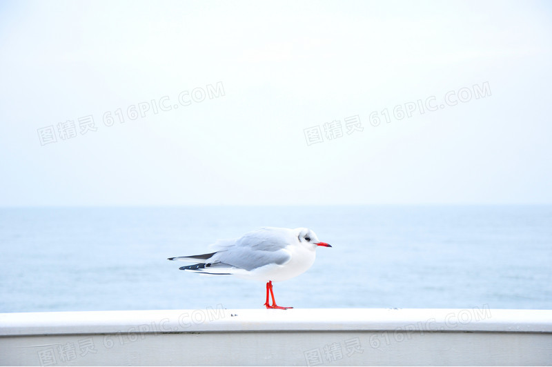 简约海边海鸥