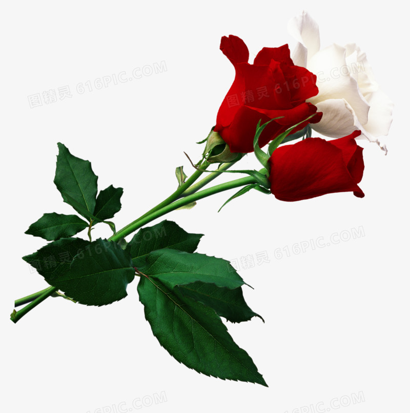 红玫瑰花和白玫瑰