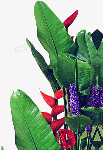 植物花卉