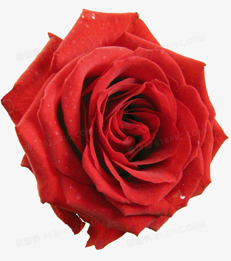 抽象花朵图片手绘花朵图片 红色玫瑰花