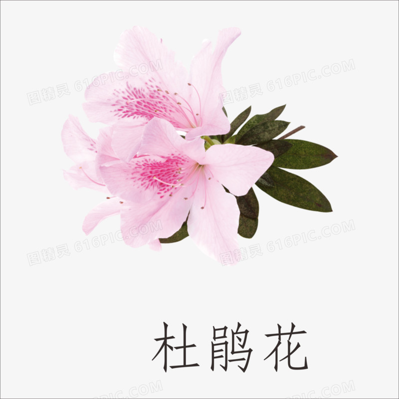 杜鹃花