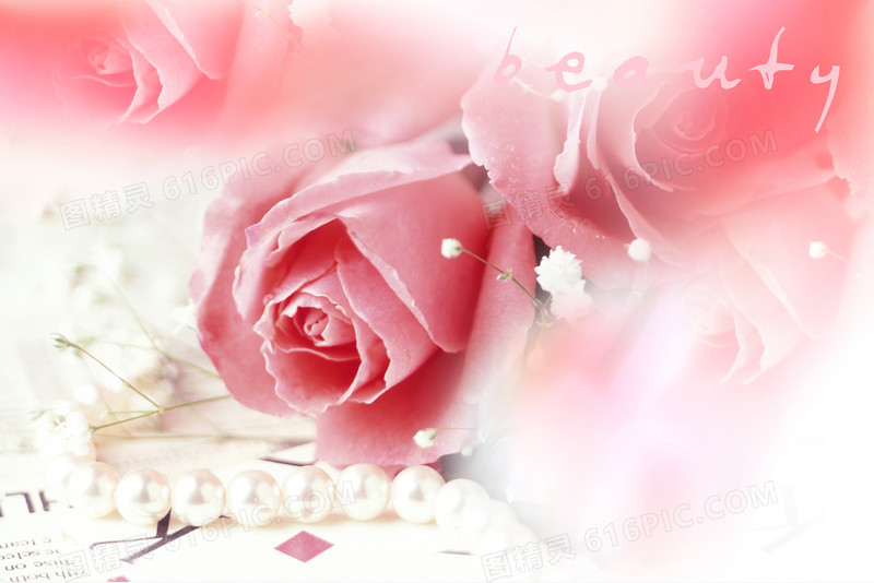 粉色香槟玫瑰花朵