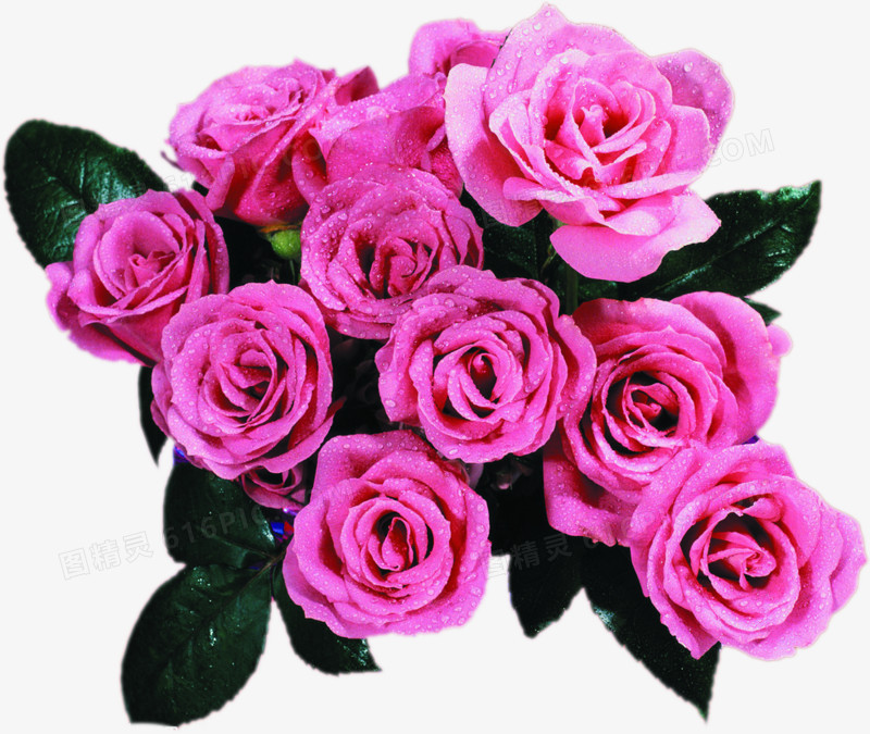 粉色高清玫瑰花水珠