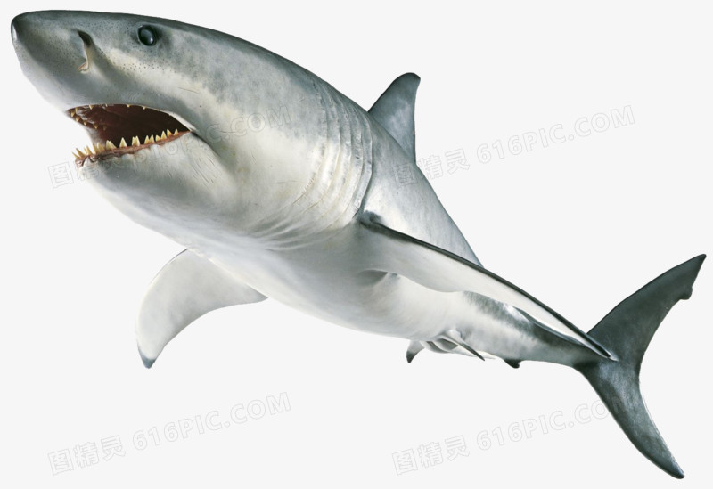 凶猛的巨齿鲨鱼
