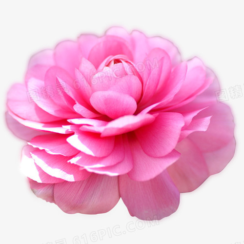 关键词:小花花瓣花朵图精灵为您提供粉色花朵免费下载,本设计作品为