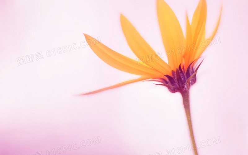 彩绘风格橙色花朵高清合成效果