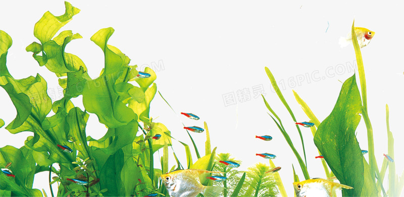 3D绿色海草