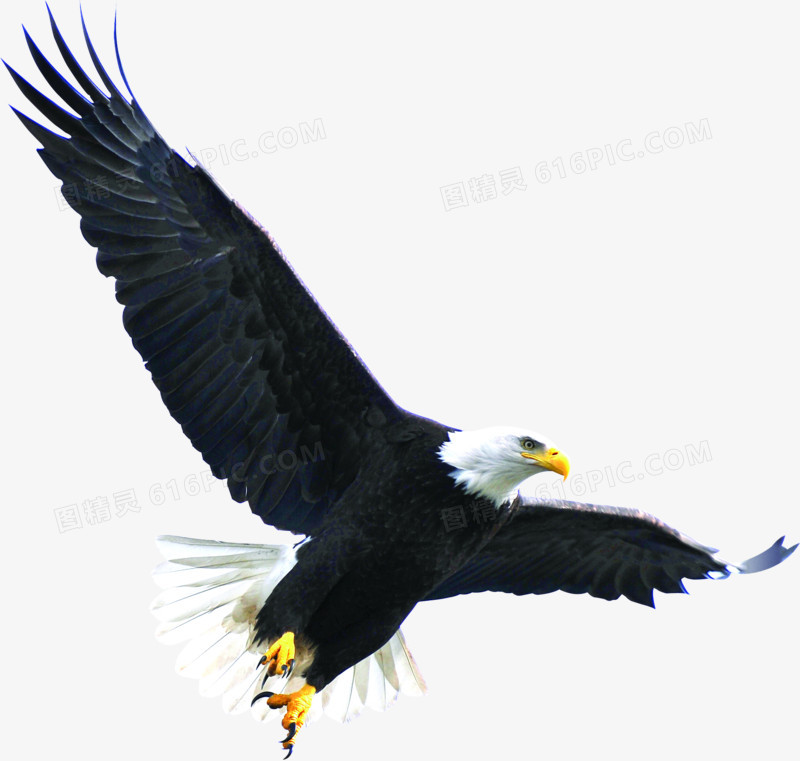 高清鹰击长空
