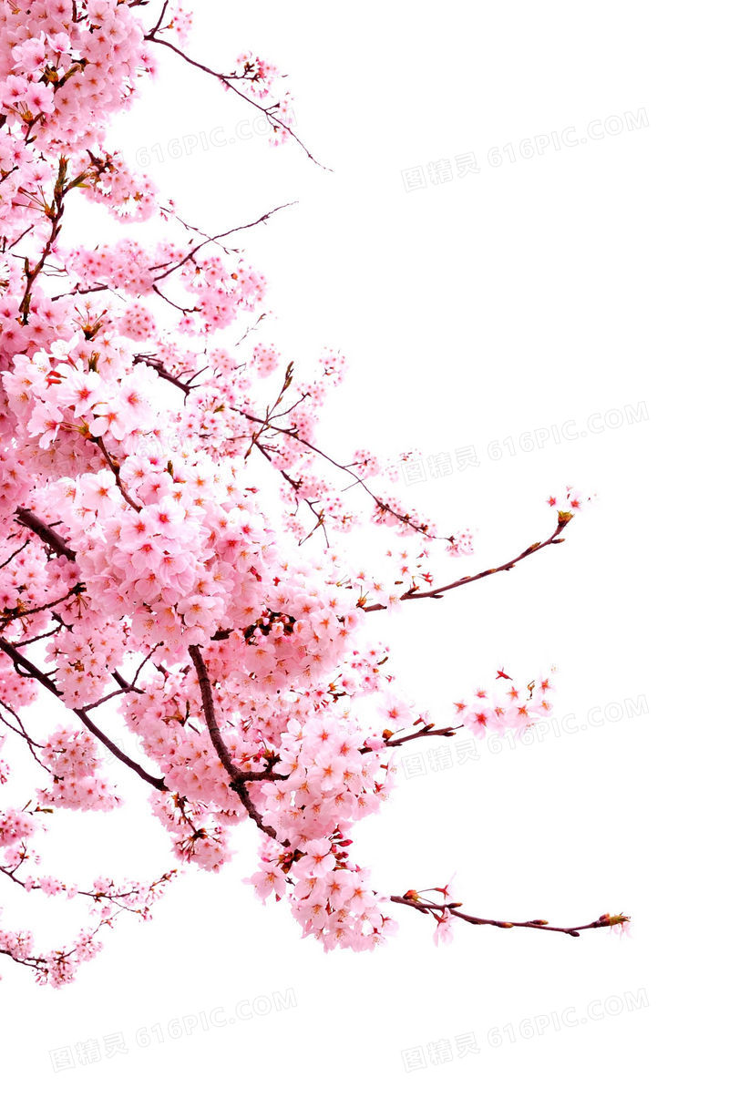 粉色花朵树枝电商海报