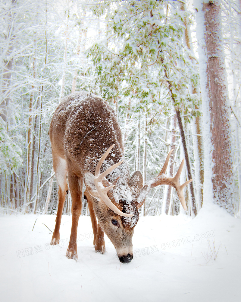 冬季树林麋鹿圣诞节海报背景