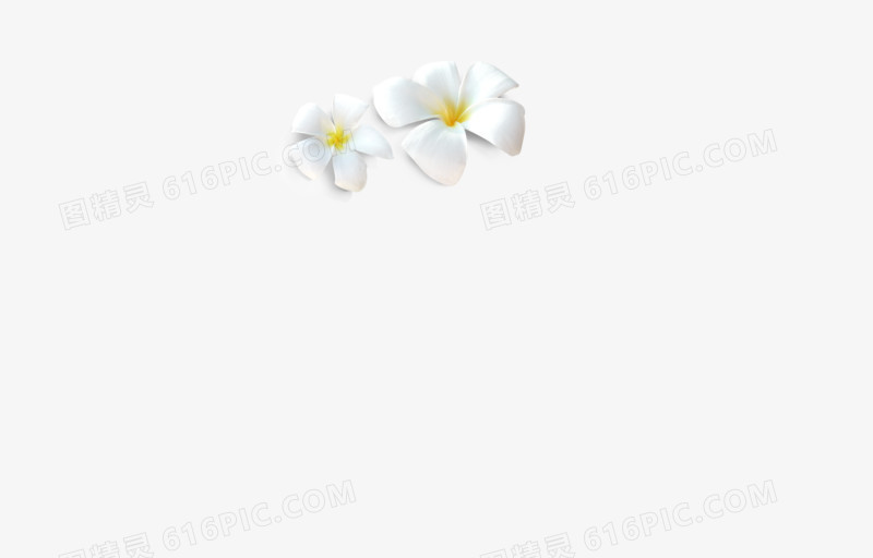 白玉兰花，黄色花蕊鸡蛋花，白色花朵