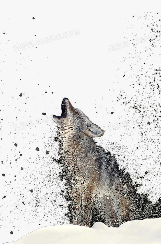 狼
