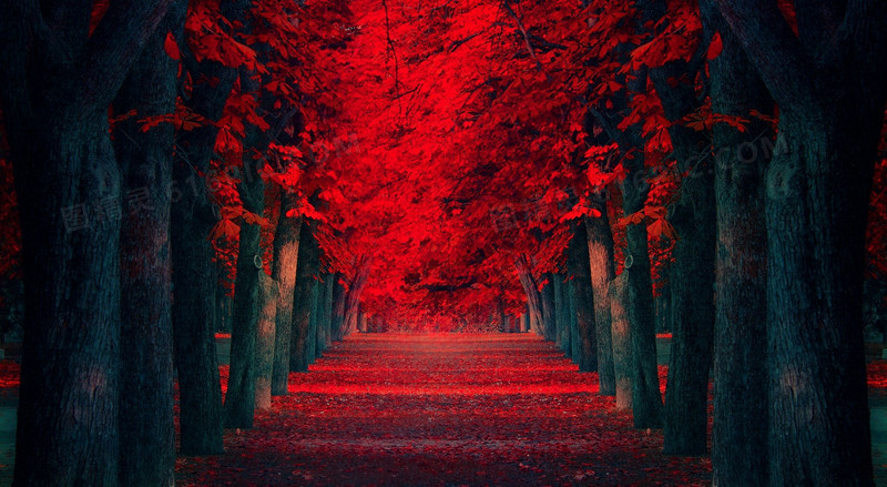 梦幻红色树林小路