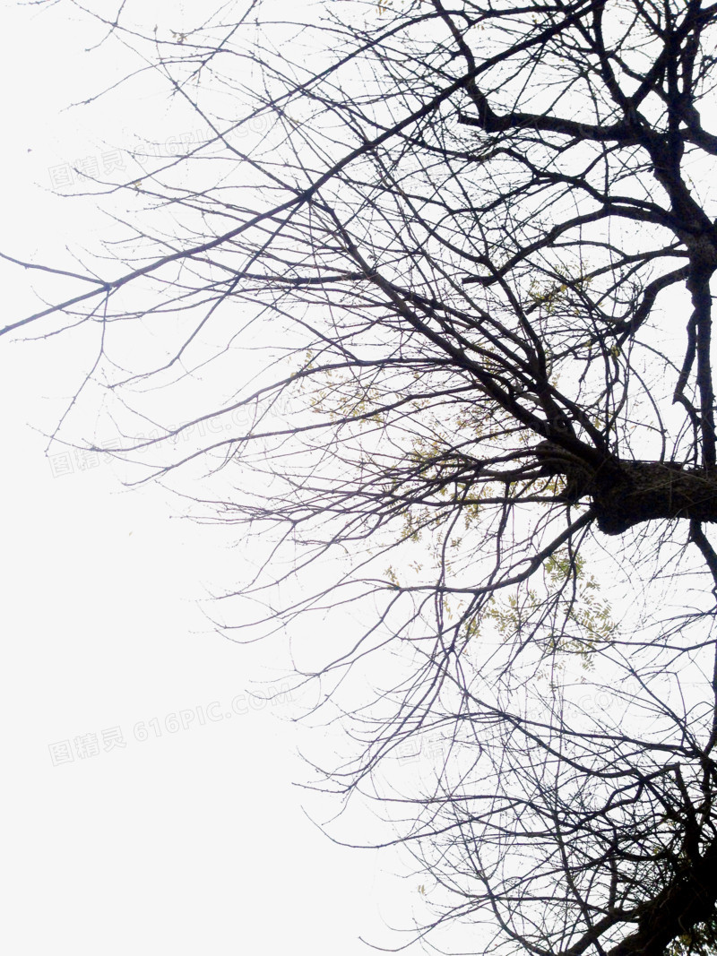 高清摄影合成冬天的树木