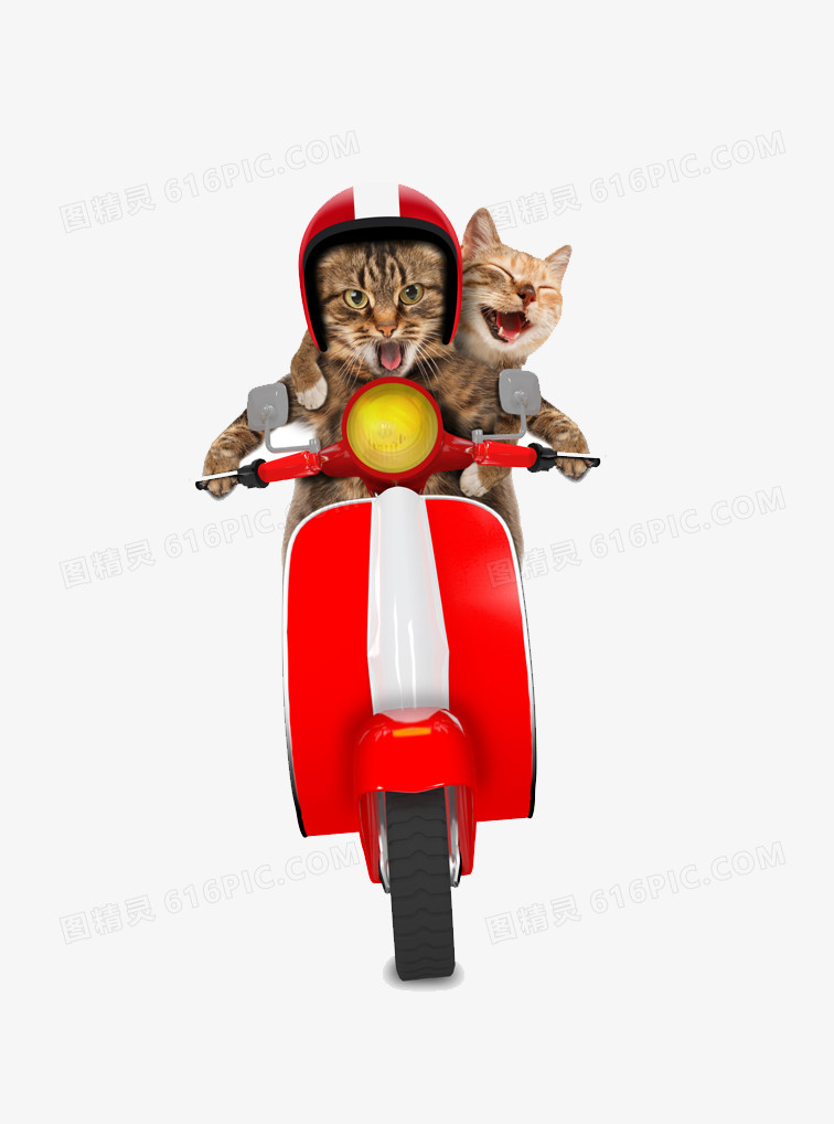 骑电动车的猫