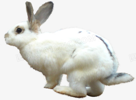 可爱白色奔跑兔子