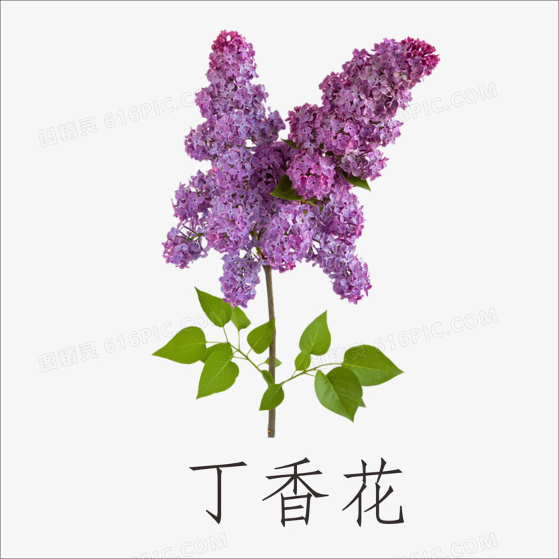 丁香花