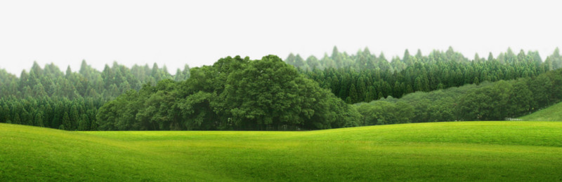 绿色原野