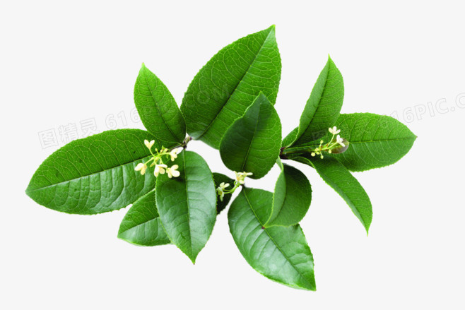 逼真桂花树叶PNG