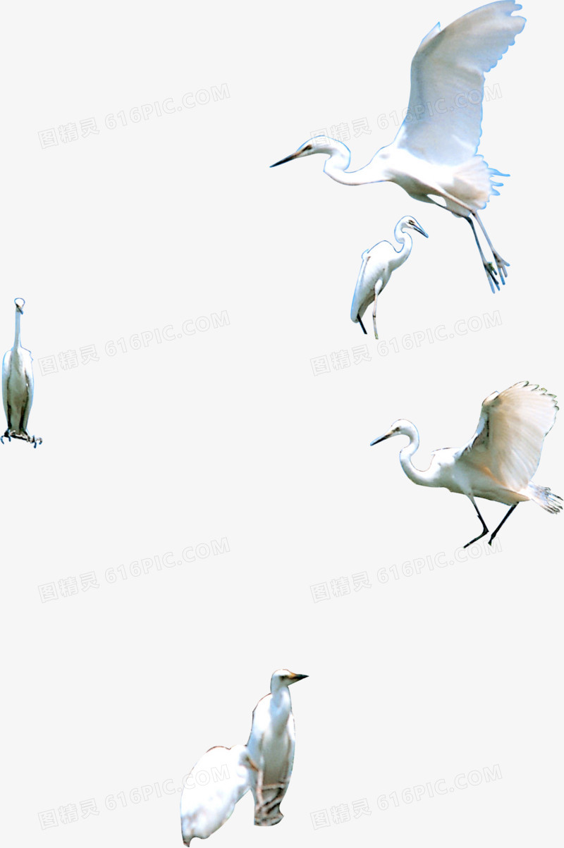高清创意摄影飞翔海鸥