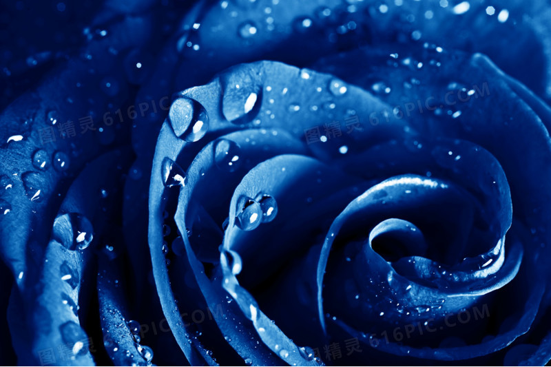 蓝色露珠玫瑰海报背景七夕情人节