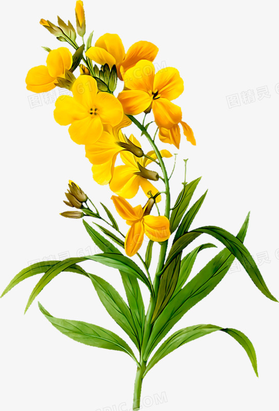 花卉